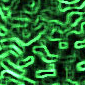 algae