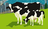 cows